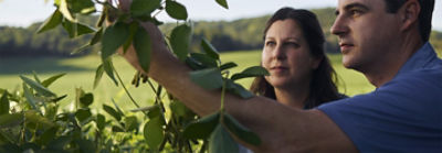 Mann und Frau bei der Inspektion von Bohnen